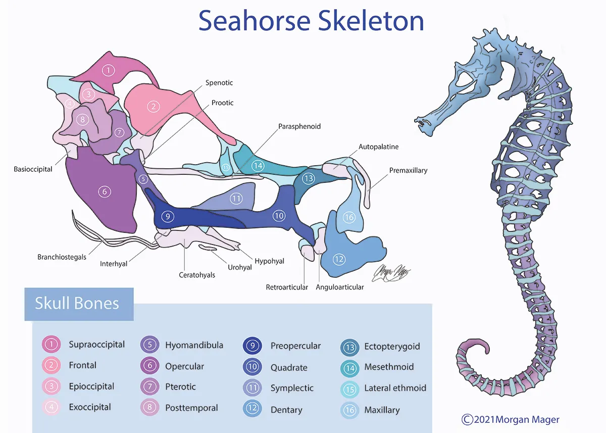 illustration by Morgan Mager