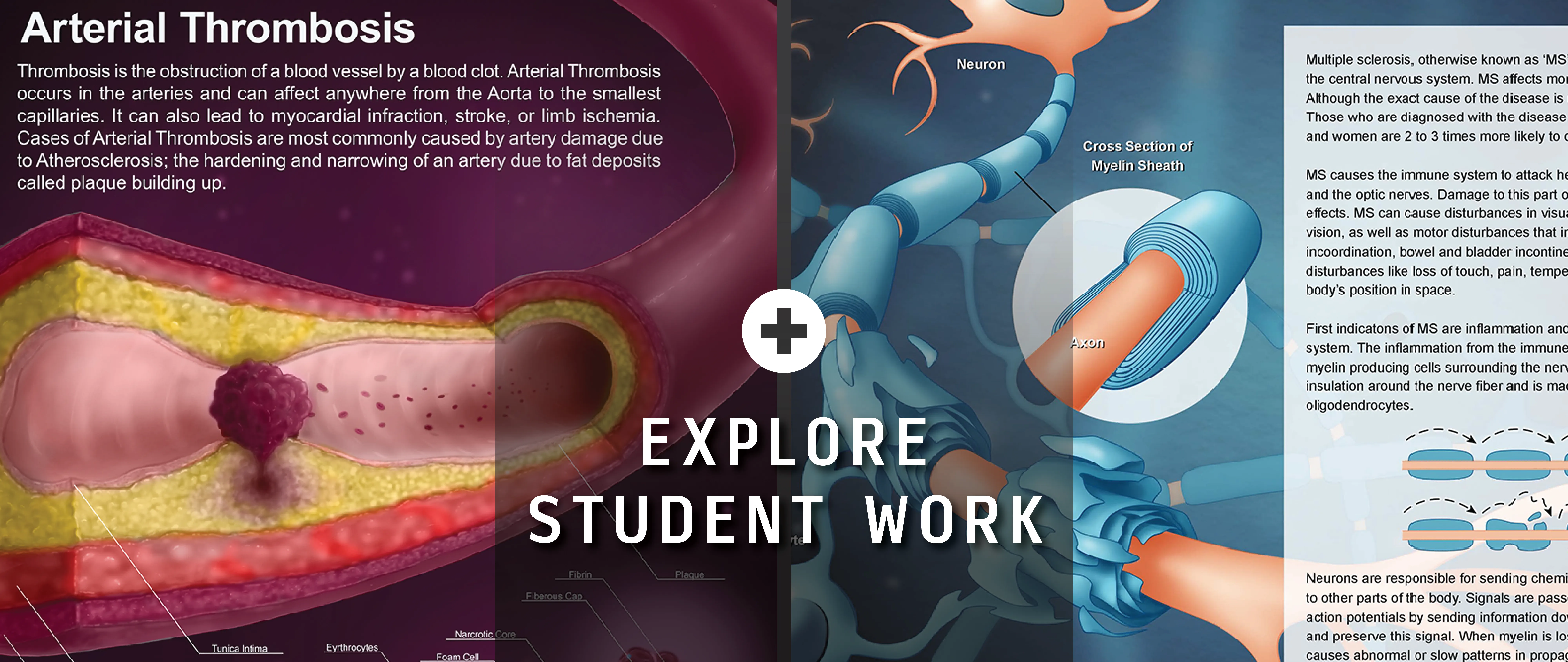 explore life sciences pre-medical illustration student work